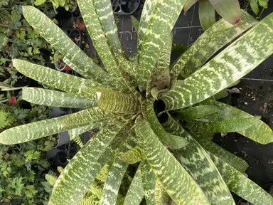 Vriesea ospinae gruberi plant with cream and green variegated leaves.