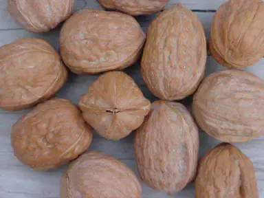 Walnut 'Rex' nuts.