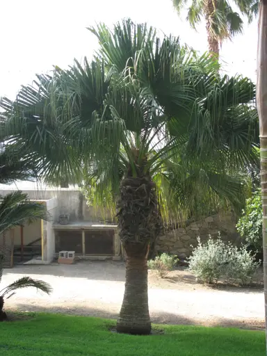 washingtonia-filifera-