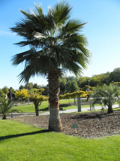 washingtonia-robusta-