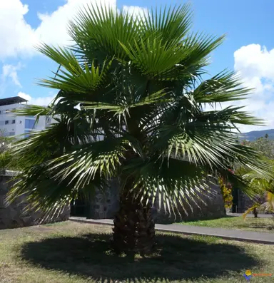 washingtonia-robusta-3