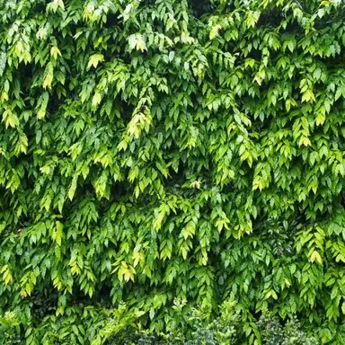 Waterhousea 'Warners Select' foliage.