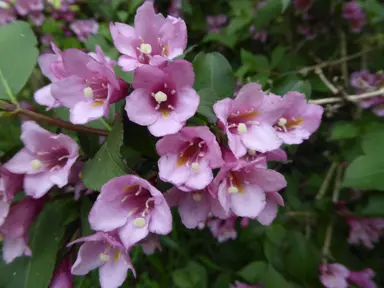 Weigela florida purpurea purple flowers and green foliage.