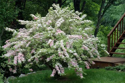 weigela-florida-variegata-4