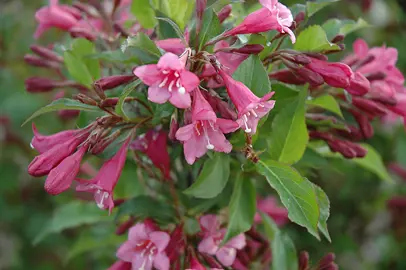 Weigela florida plant with pink flowers.