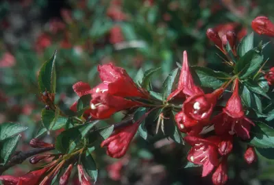 Weigela 'Newport Red' red flowers and green foliage.