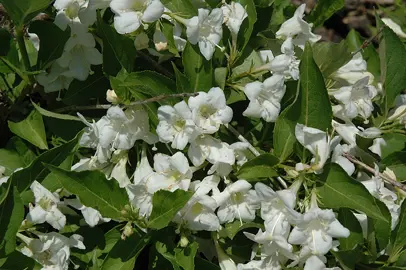 Weigela 'Snowflake' white flowers and green foliage.