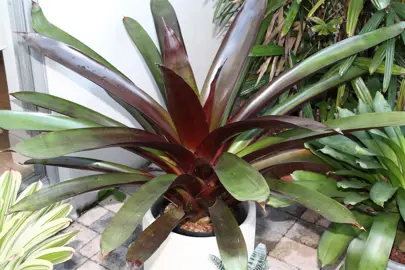 werauhia-sanguinolenta-