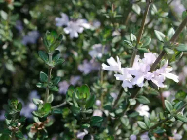 westringia-edna-walling-rosemary--1