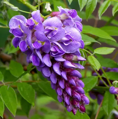 Wisteria Amethyst Falls beautiful purple flower.