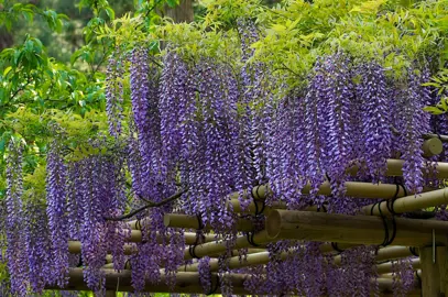 Wisteria floribunda growing on a trellis with masses of blue flowers.