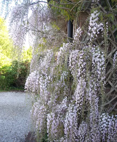 Wisteria Pink Ice vine with masses of flowers.