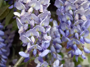 Wisteria sinensis Blue flowers.