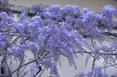 Wisteria sinensis vine with masses of exquisite blue flowers.