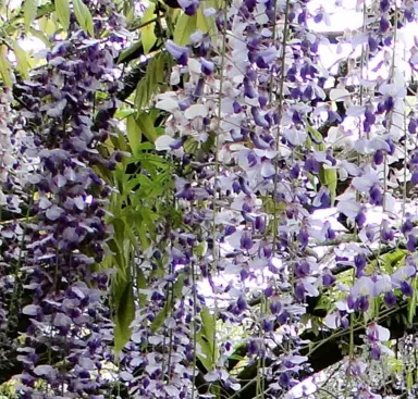 Wisteria Tiverton blue and white flowers.