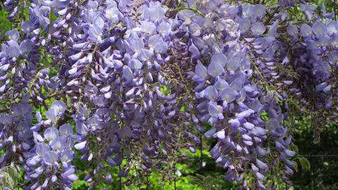 wisteria-blue-sapphire-4