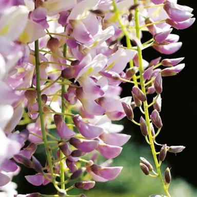 wisteria-lipstick-2