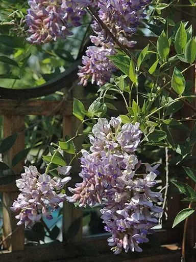 wisteria-summer-cascade-