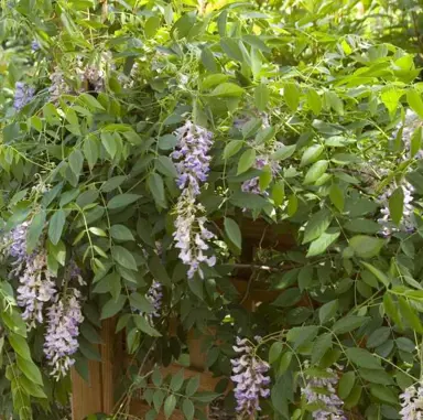 wisteria-summer-cascade-1