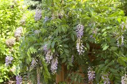 wisteria-summer-cascade-2