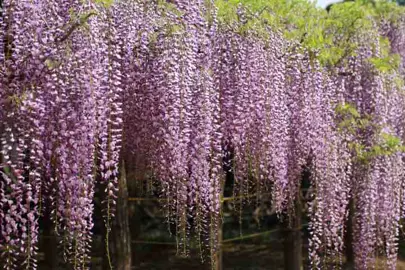 wisteria-summer-cascade-3