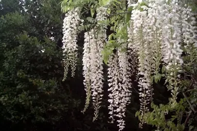 wisteria-white-silk-