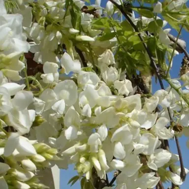 wisteria-white-silk-1