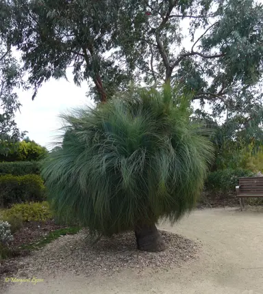 Xanthorrhoea-australis grass tree with fine green foliage.