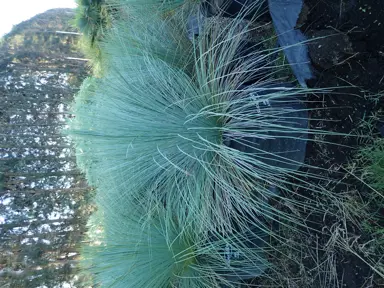 xanthorrhoea-johnstonii-