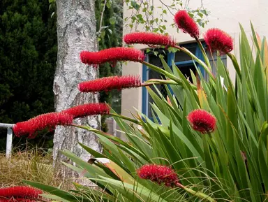 xeronema-callistemon--1