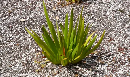 Small Xeronema callistemon plant.