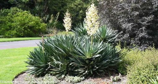 yucca-aloifolia--2