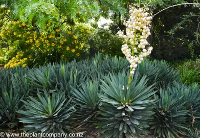 yucca-aloifolia-