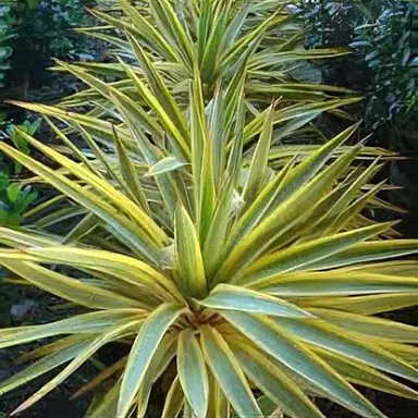 Yucca 'Banana Split' plant.