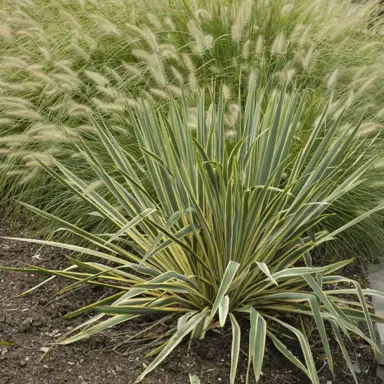 Yucca 'Bight Edge' plant.