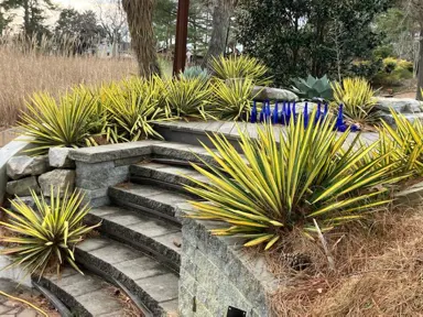 Yucca 'Color Guard' plant.