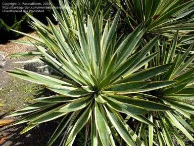 Yucca 'Denbys Dream' plant.