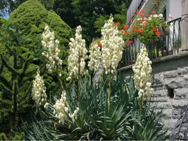 Yucca filamentosa plant with white flowers.