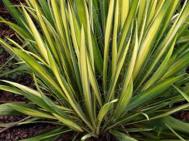 Yucca 'Garlands Gold' plant.