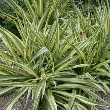 Yucca 'Ivory Tower' plant.