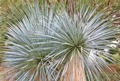 yucca-rostrata--1