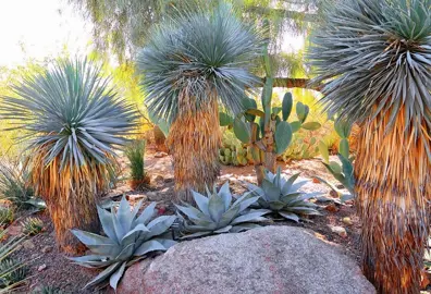 yucca-rostrata-