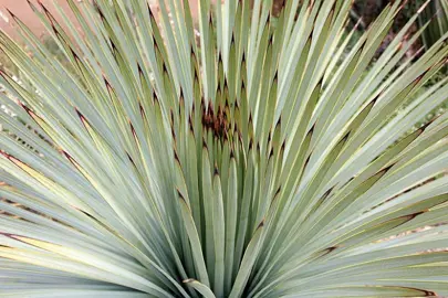 yucca-whipplei-