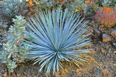 yucca-whipplei-2