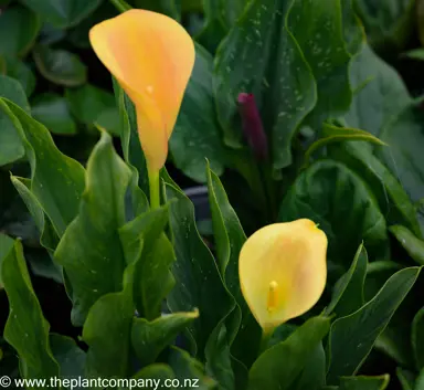 zantedeschia-tahiti--1