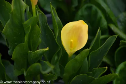 zantedeschia-tahiti--2