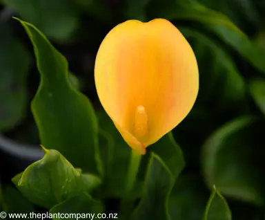 zantedeschia-tahiti-