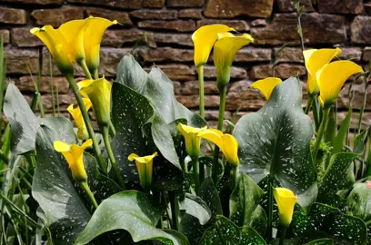 Zantedeschia Yellow plants with masses of yellow flowers.