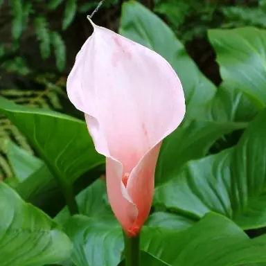 zantedeschia-marshmallow-1