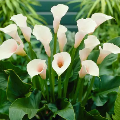 zantedeschia-marshmallow-2